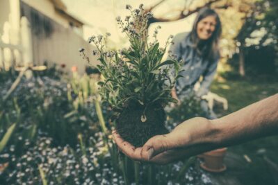 Lend and Tend &#8211; Get Access to a Garden for Free