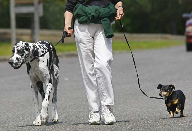Mobile disabled people can make money dog walking