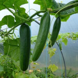 Growing your own fruit and vegetables