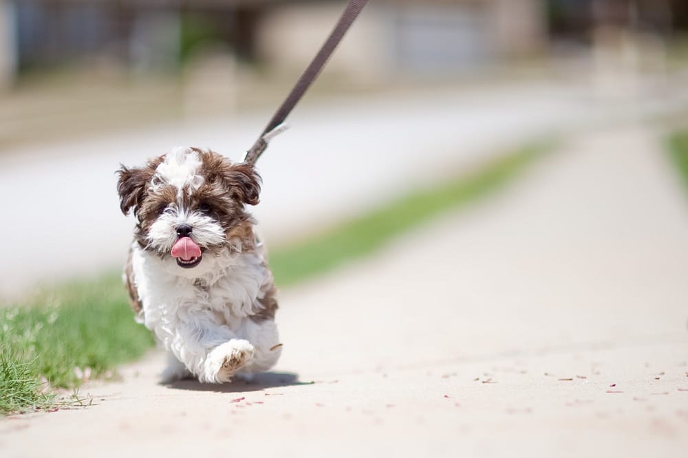 small dog on leash