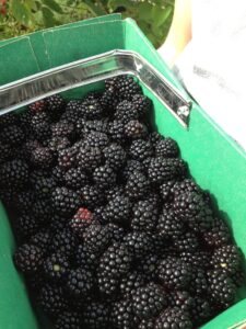 Blackberry picking: Photo Sarah Lockett
