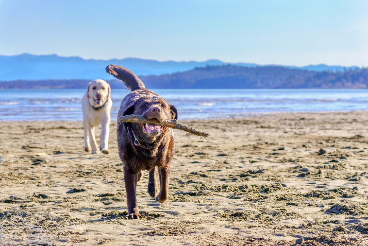 Dog beaches are a great free way to entertain your dog this summer