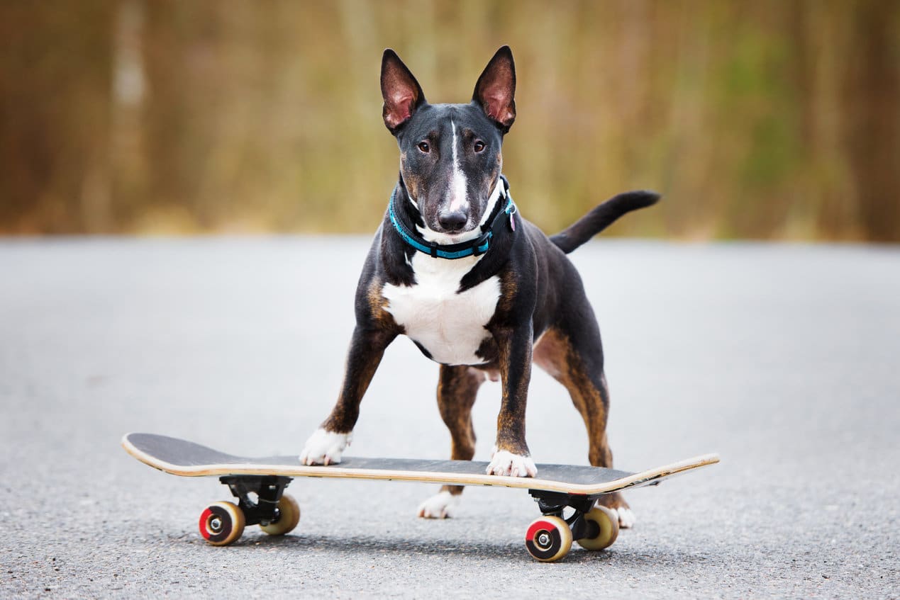 Teach your dog tricks for free entertainment this summer