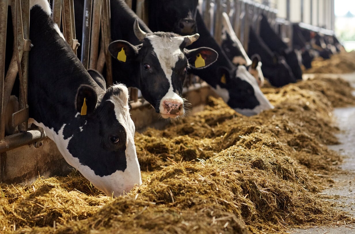 Dairy farming is one of the dirty ways to make money