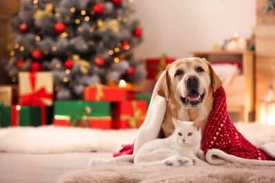 The benefits of home and pet sitting over Christmas