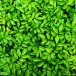 How do you know if your fund is genuinely green…and not doing harm?