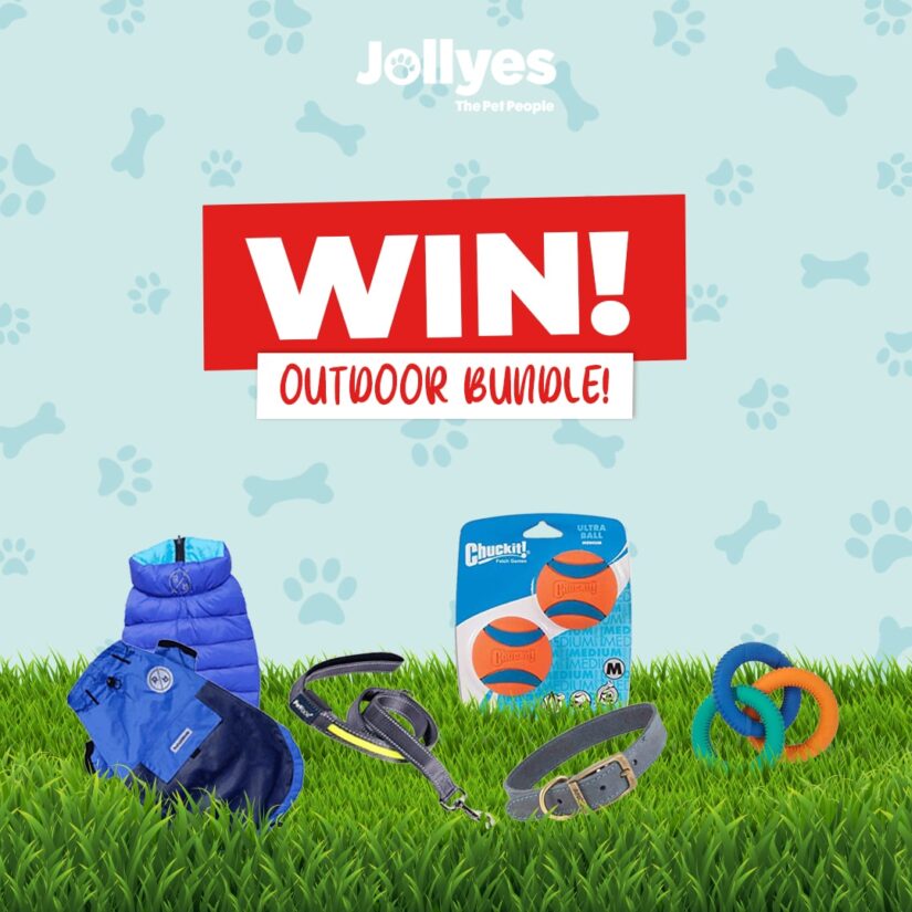 WIN! 1 of 3 Jollyes Treats & Toys Bundle MoneyMagpie