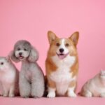 Pet Insurance Explained