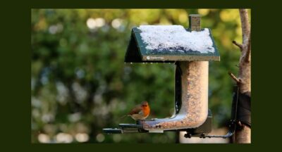 WIN! FeatherSnap Bird Feeder