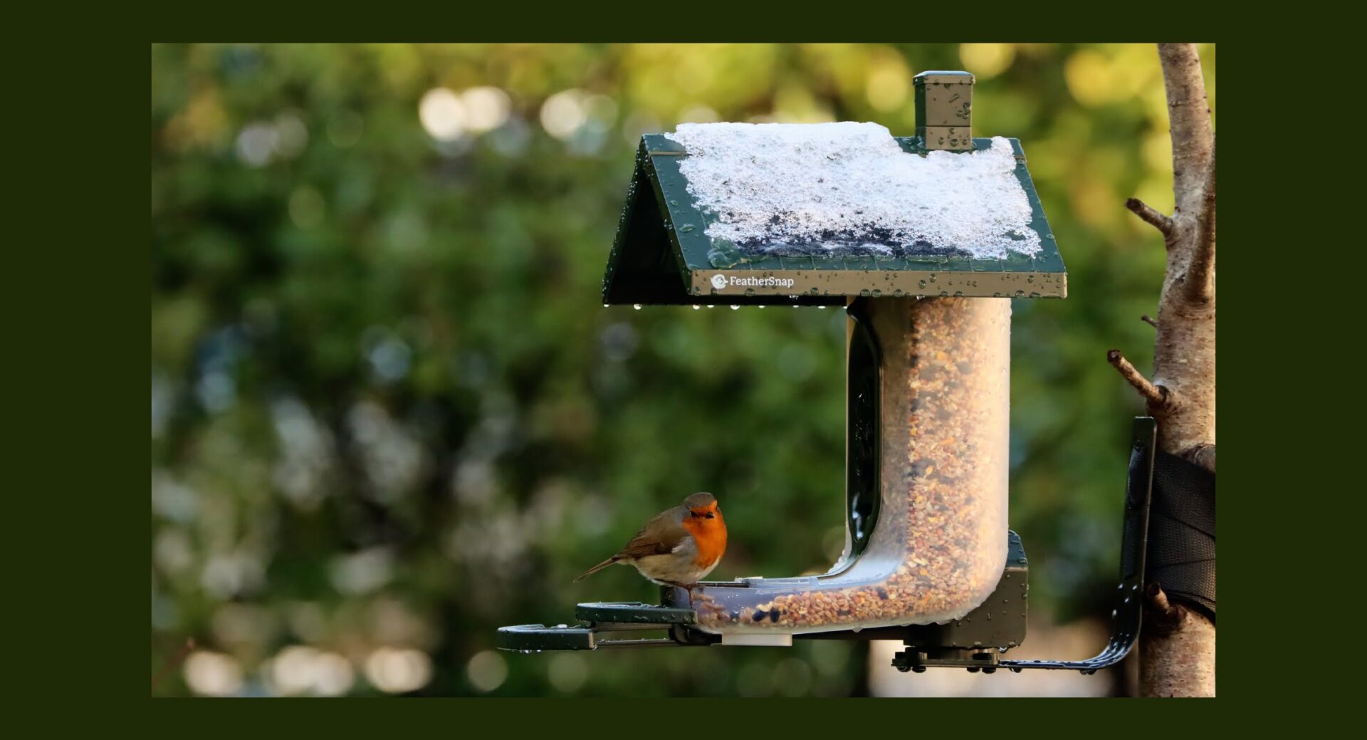 WIN! FeatherSnap Bird Feeder
