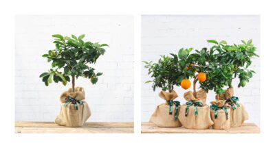 WIN! &pound;50 to spend on gifting with Tree2myDoor